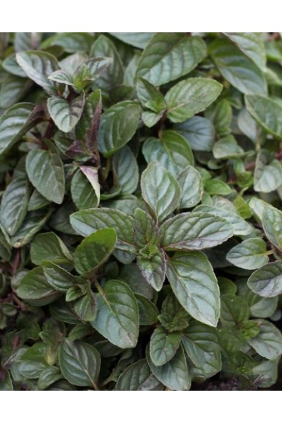 Листя м`яти Карамельної крупним планом